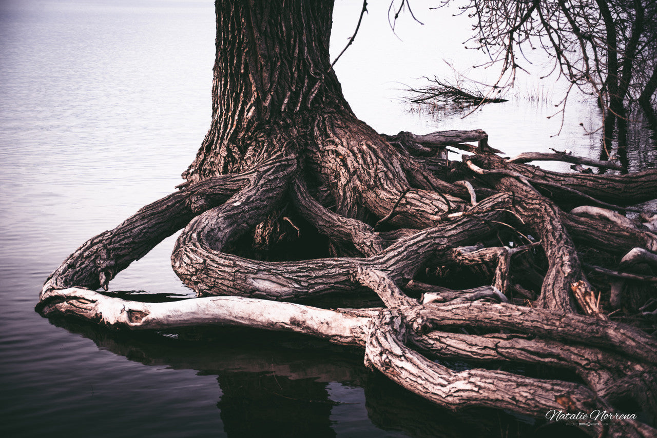 Inspiration Tree Fine Art Print - Rooted in Strength - Giclee Print image 1
