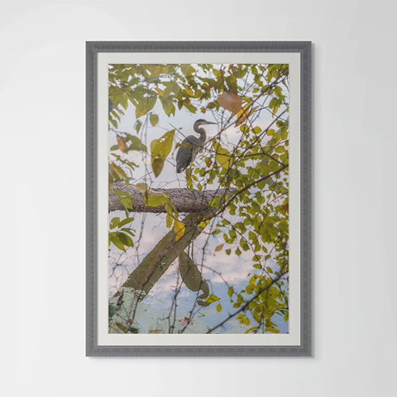 Blue Heron Reflections: A Moment of Nature's Majesty - Fine Art Giclee Print image 0