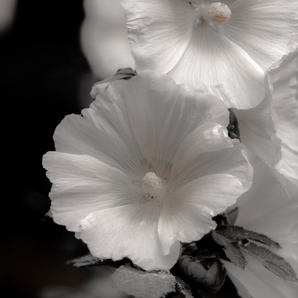 Hollyhocks in Black & White: A Giclee Print of Timeless Grace image 2