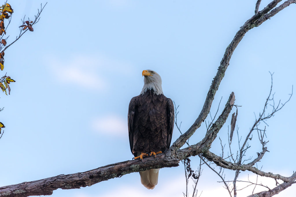 Bald Eagle Giclée Print: A Glimpse of Tennessee's Majestic Guardian image 1
