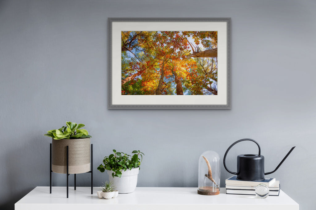 Autumn Leaves in Maine Giclee Print: A Canopy of Color image 4
