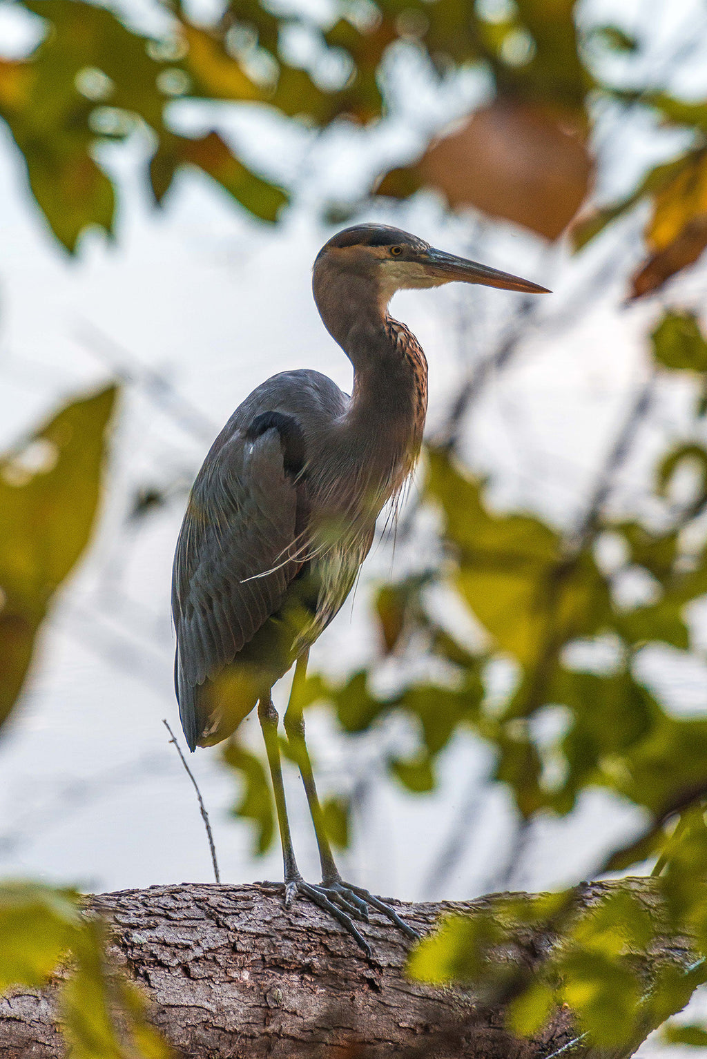 Fine Art Bird Note Cards – Blue Jay, Heron, Eagle, Owl Photography image 5