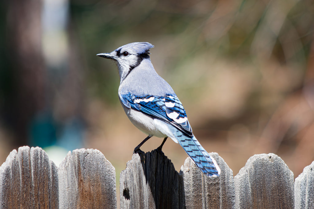 Fine Art Bird Note Cards – Blue Jay, Heron, Eagle, Owl Photography image 2