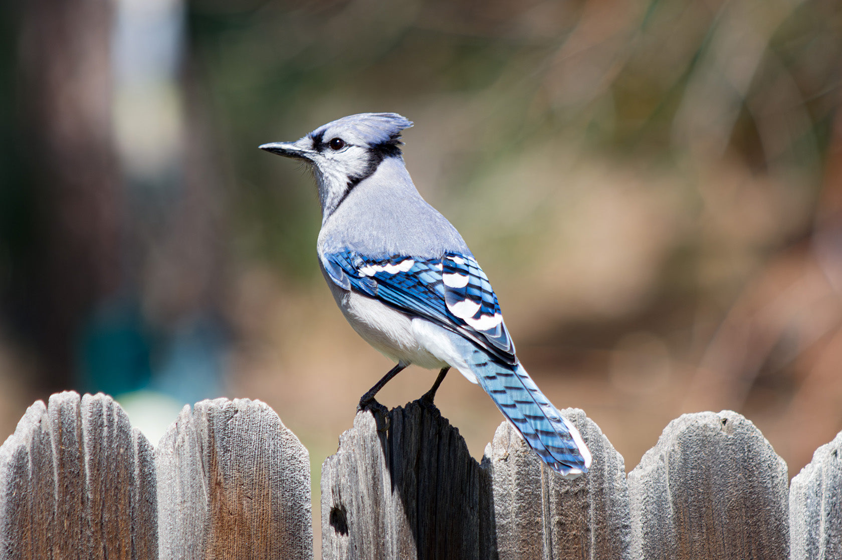 Fine Art Bird Note Cards – Blue Jay, Heron, Eagle, Owl Photography image 2